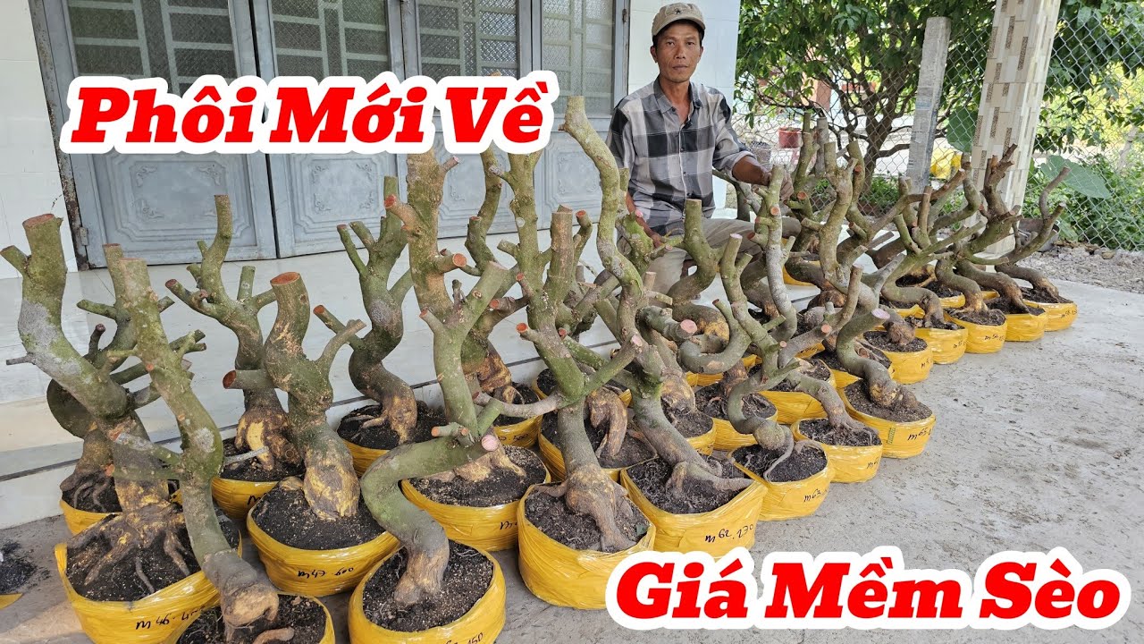 14/3☎️Mai Vàng Giá Rẻ☎️0974495993 Anh Phương☎️Giao Lưu Phôi Mai Dáng Đẹp Đế Củ Giá  Rẻ Vào Nhanh