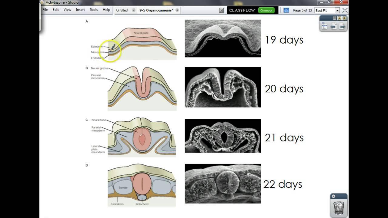 9-5 Organogenesis