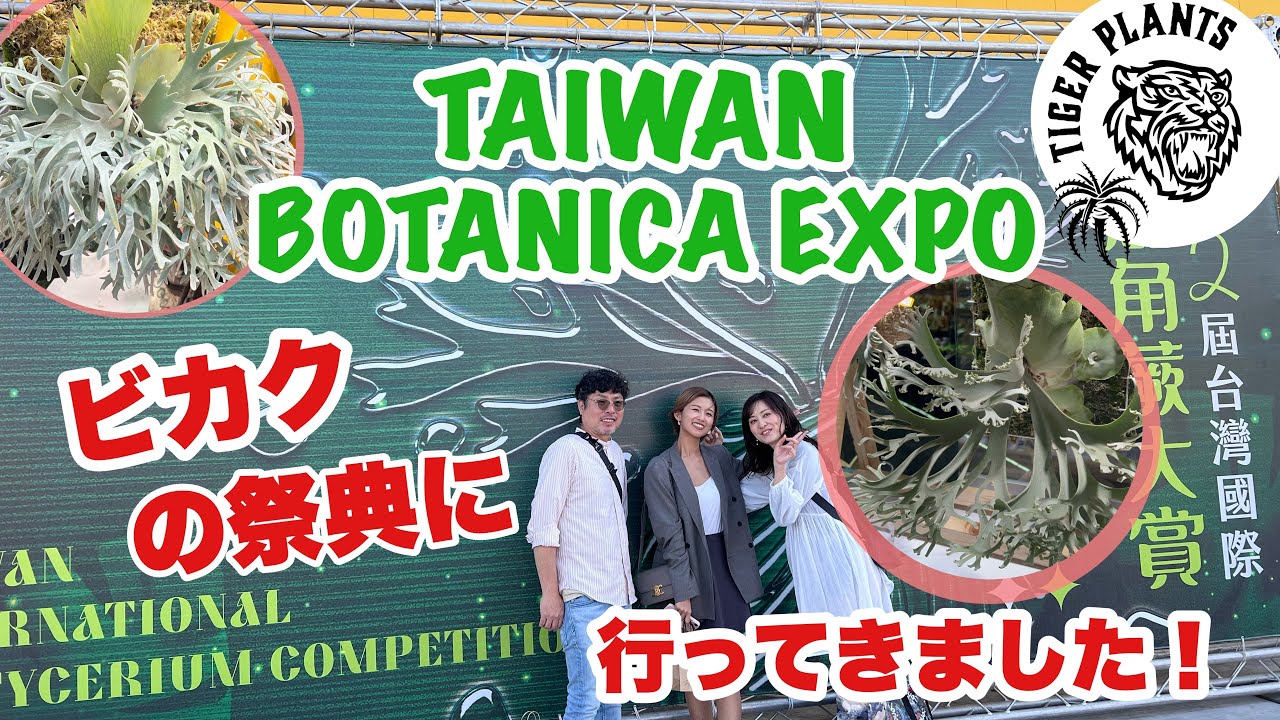 台中🇹🇼 BOTANICA EXPO ビカクシダの祭典に晴花サブリナと一緒に行ってきました！レポ