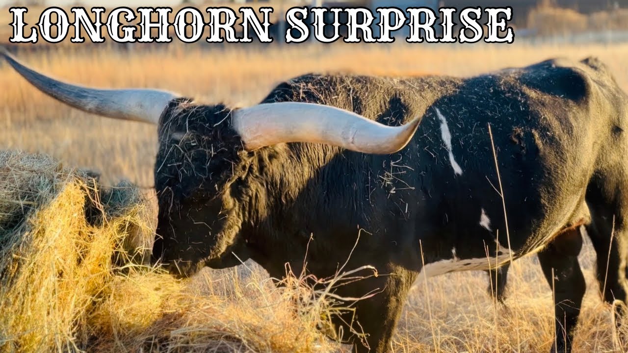 A Nice Surprise [And An Unfortunate Announcement]