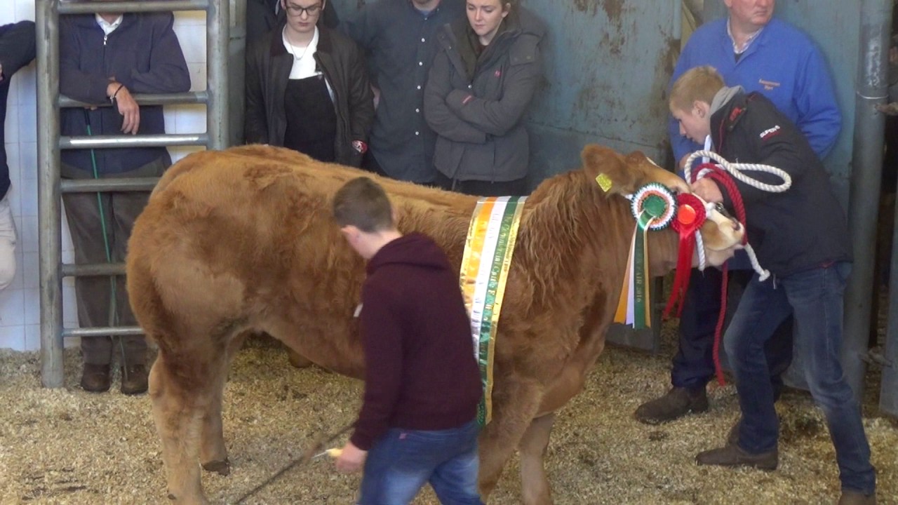 Sale of Supermarket Heifer @ Winter Fair 2016