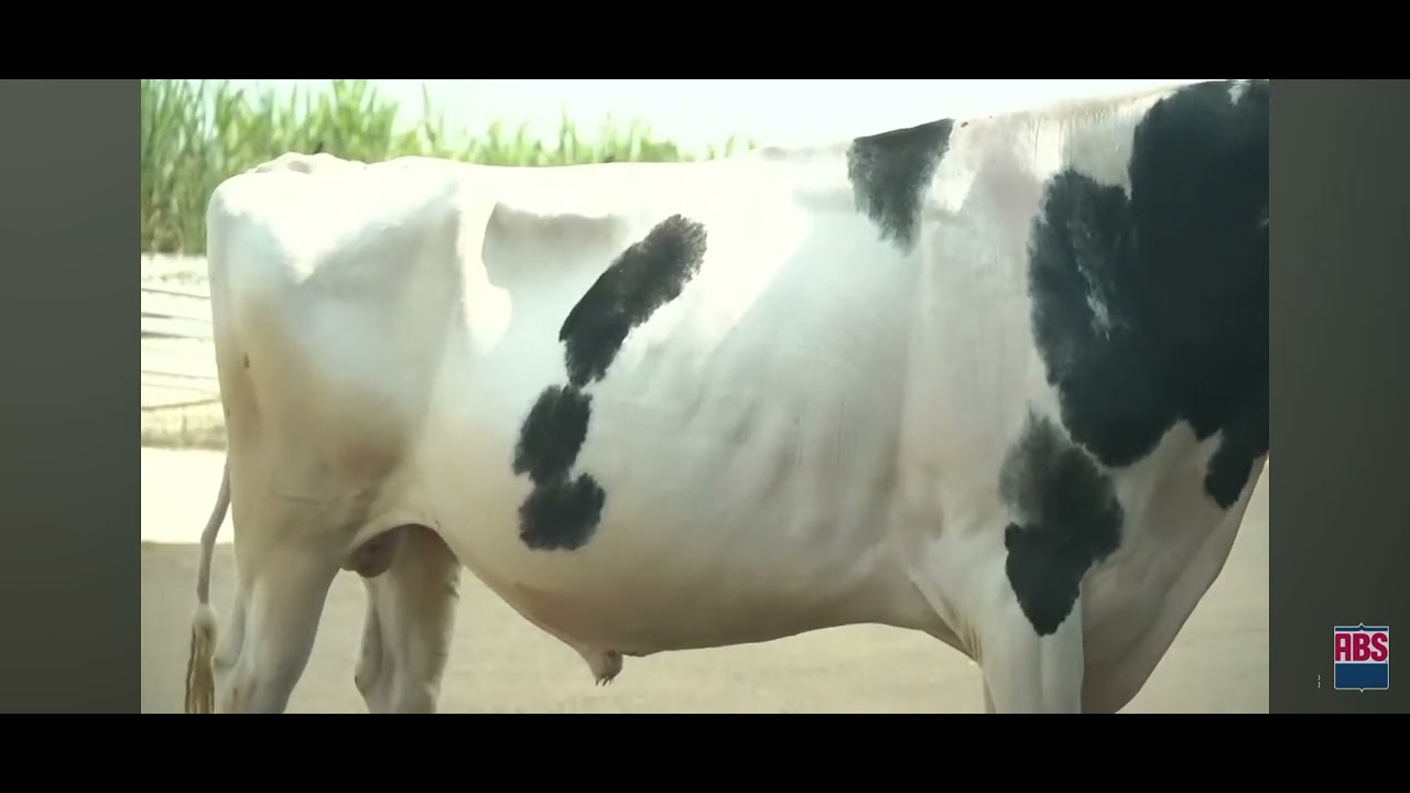 ABS Hulk (29HO18398): Balanced Genomic Holstein for Milk & Fertility Gains