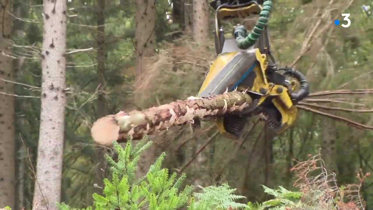 Mont Beuvray : apr&egrave;s la s&eacute;cheresse, 40 hectares d'&eacute;pic&eacute;as d&eacute;cim&eacute;s par le scolyte