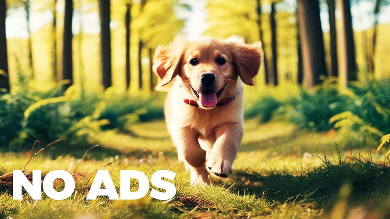 2 HOURS of Deep Separation Anxiety Music for Dog Relaxation! Walk in the Forest