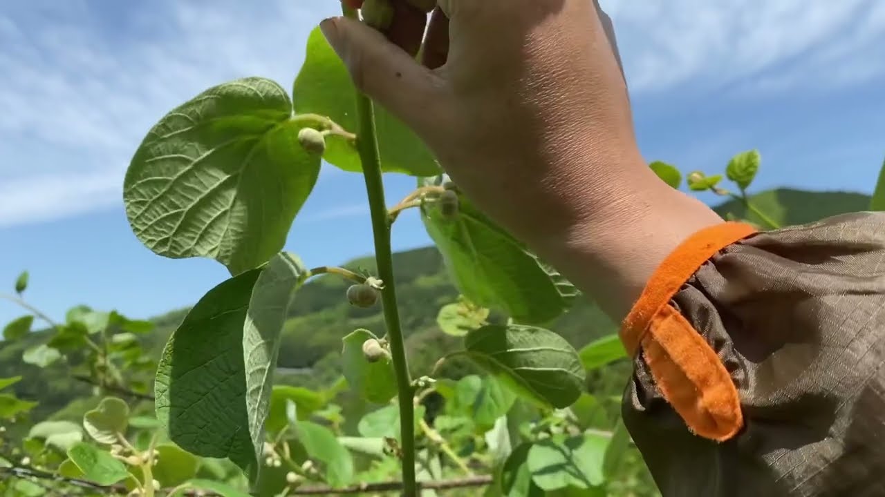 キウイフルーツを大きく育てる為の摘蕾・芽かき作業