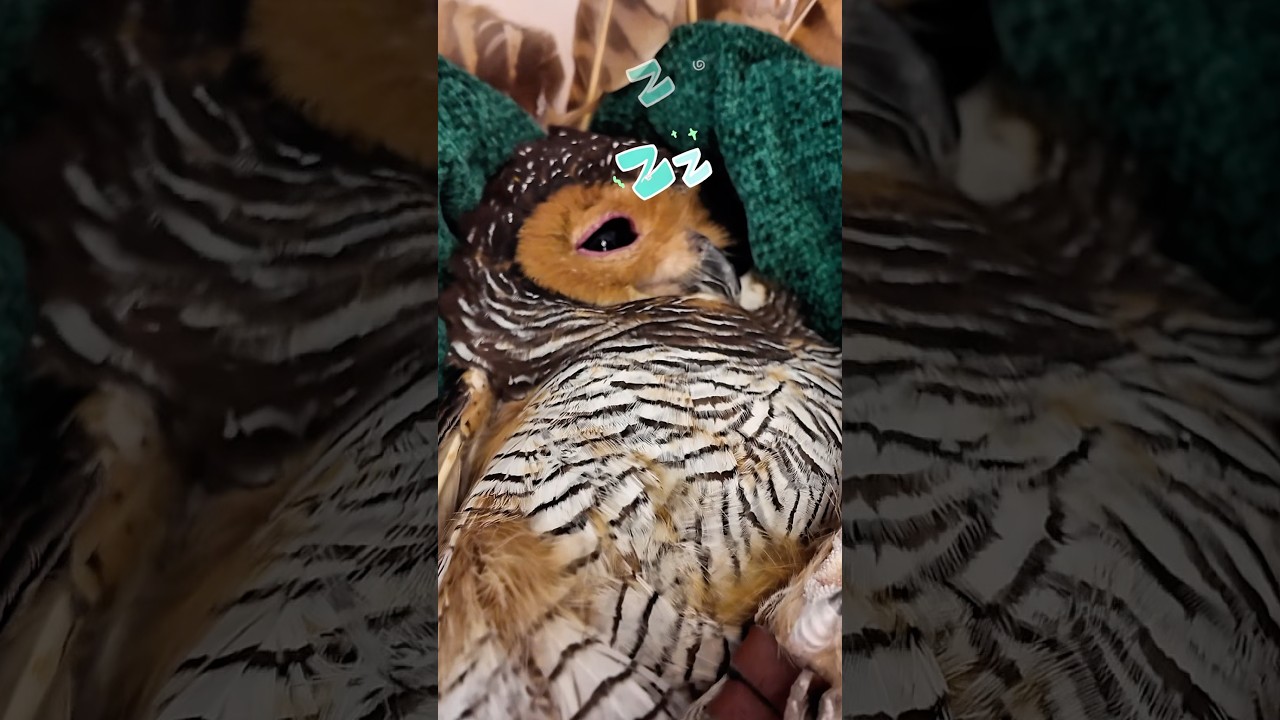 ‼️О нет!! 😨 Кошмар Бибиба!💭😭