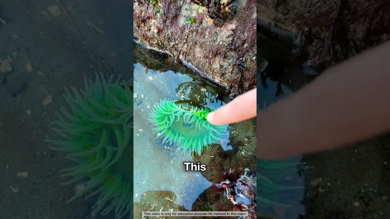 Wait For End 😨 Sea Anemone