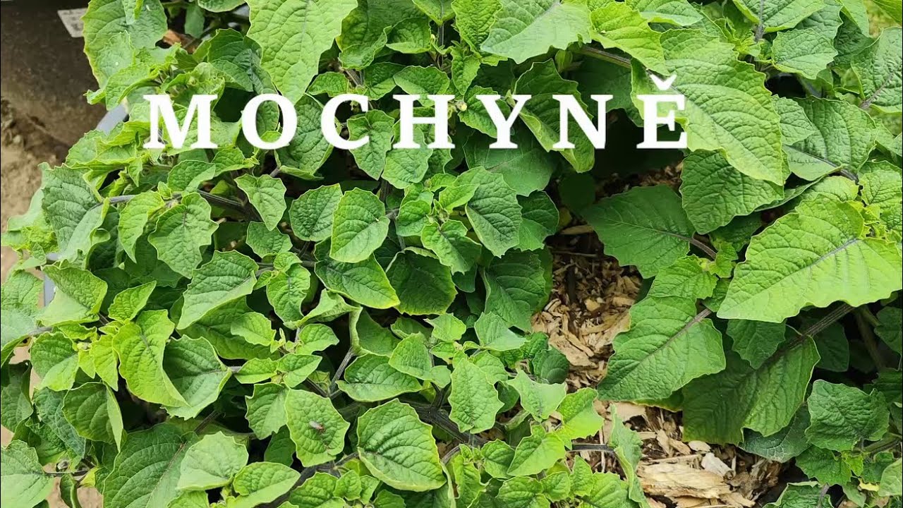 Mochyně Ananasová 🍍 Zpátky s novou úrodou! Co jsme se naučili loni? 