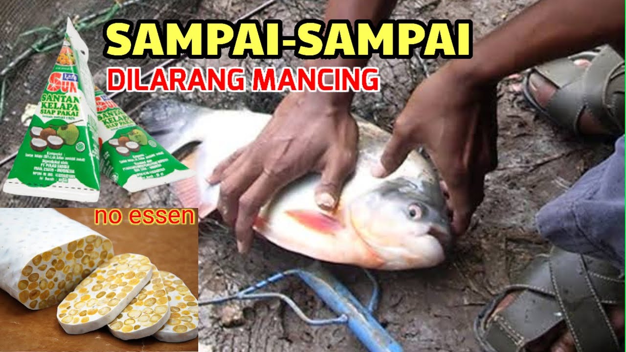 TERUNGKAPNYA UMPAN GREGET IKAN BAWAL