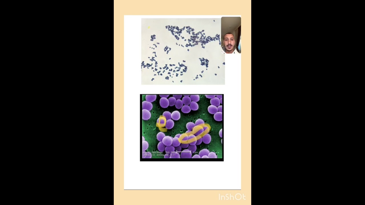 مرحلة رابعة  بكتريا محاضرة 12  staphylococcus  ✅️ part 1