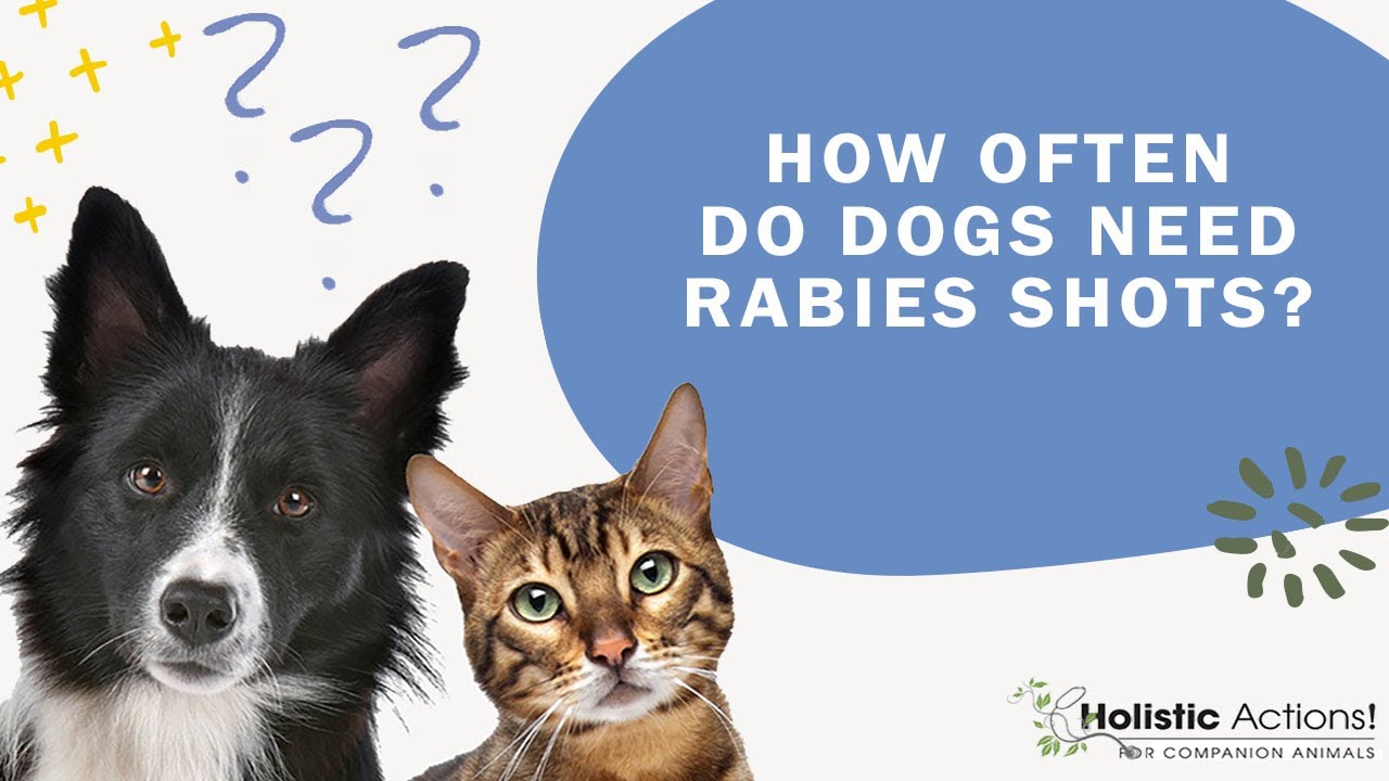 FAQ: How often do dogs need rabies shots?