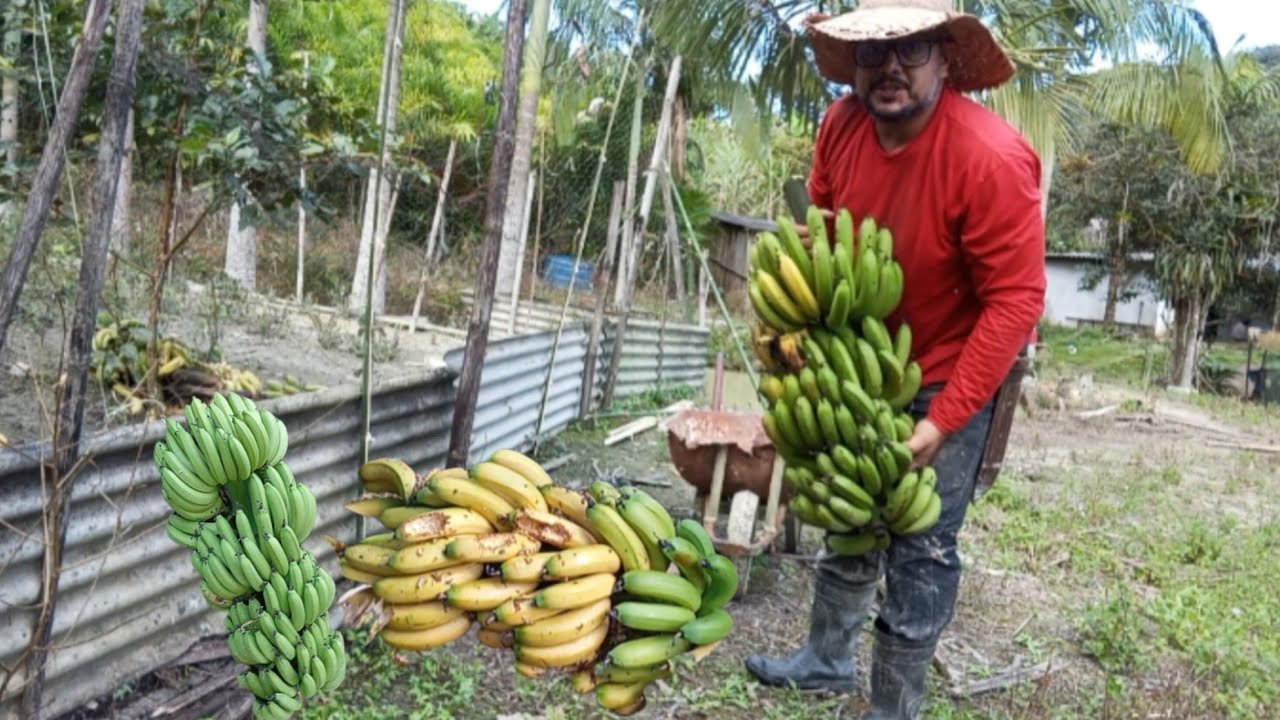 Hoje trabalhei no sítio, colhi bananas e continuei fazendo podas