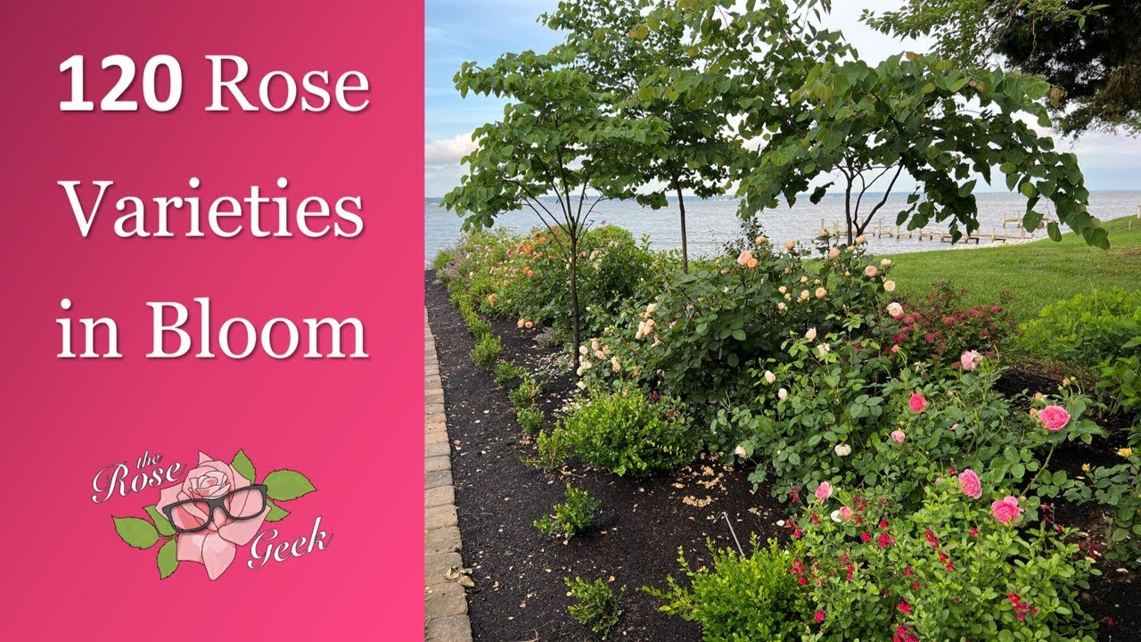 🌹 120 Roses Perennial Garden Tour