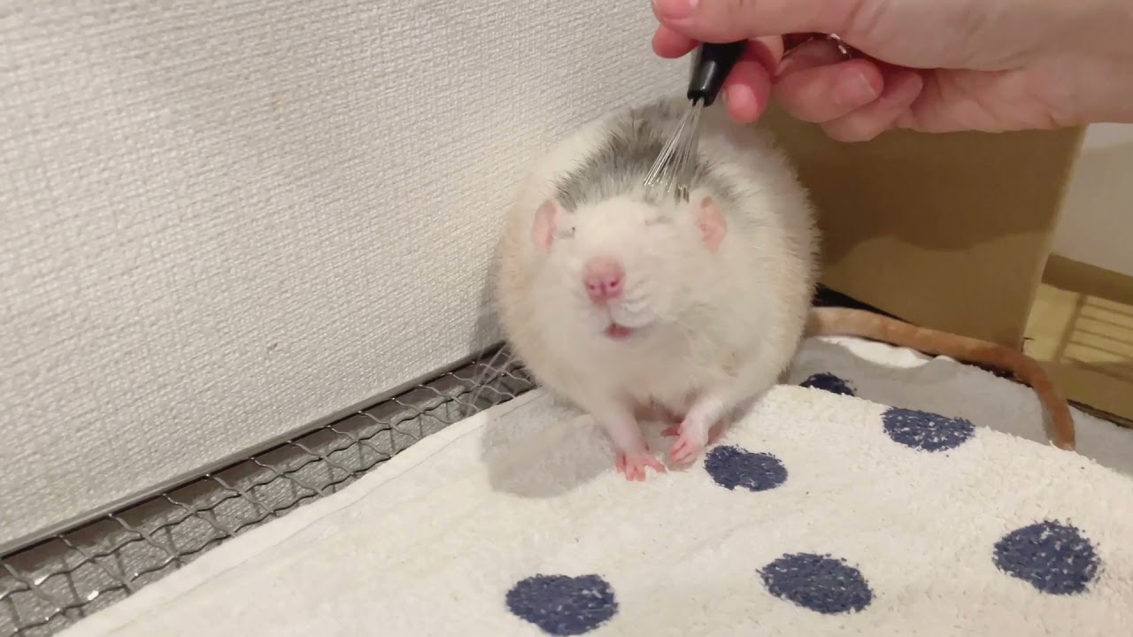 ファンシーラットのジャズ君