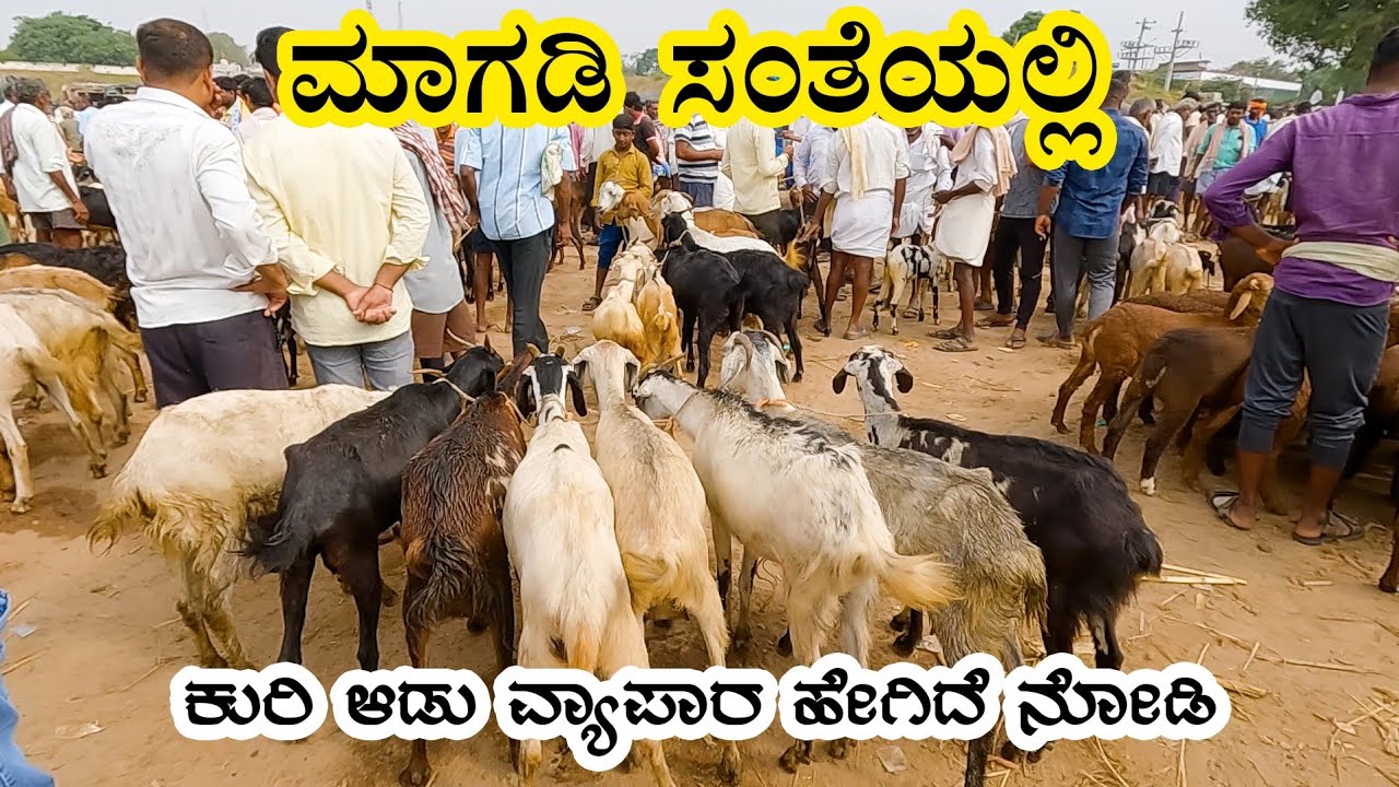 Magadi sheep market Bakra Mandi part 2