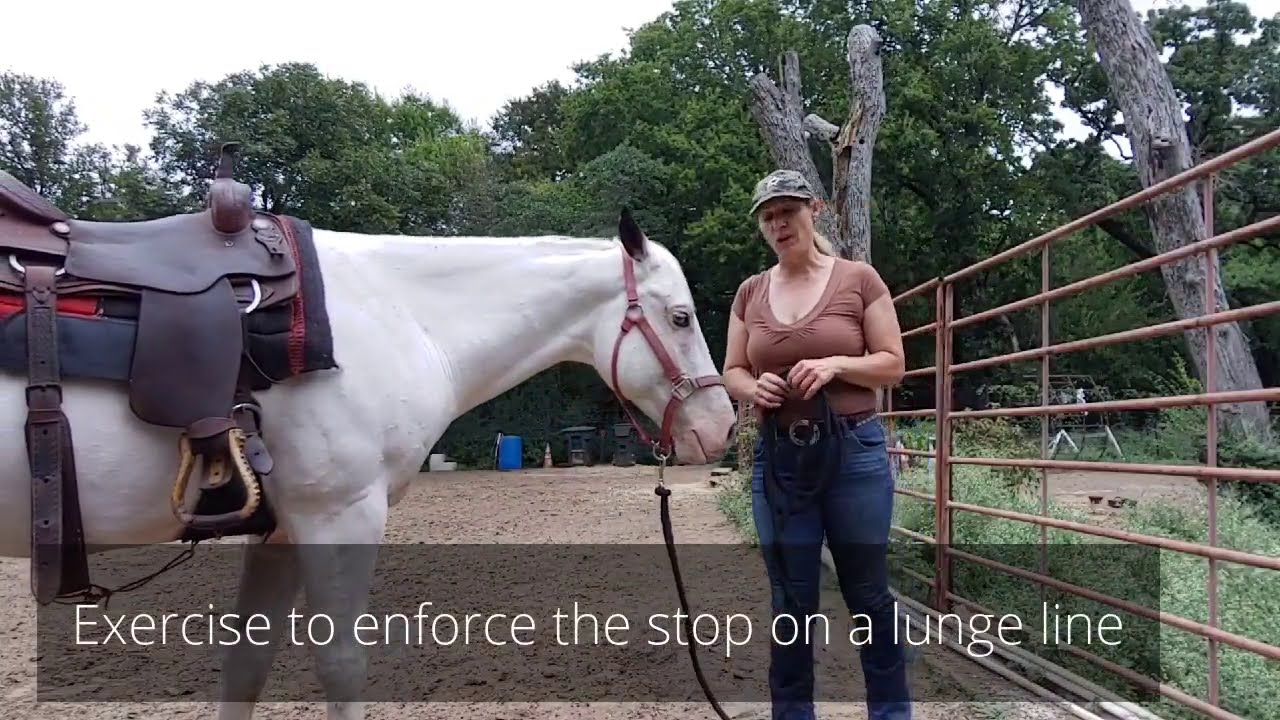 Groundwork exercises For Respect - enforce the stop on the lunge line