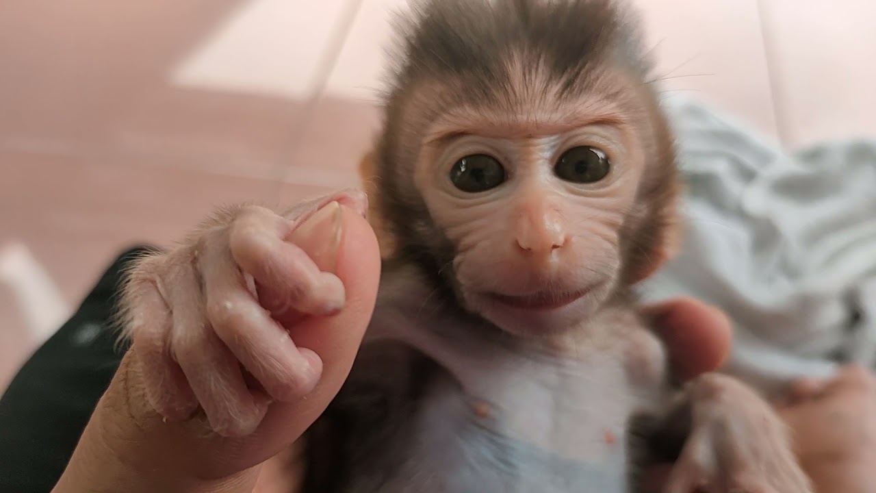baby monkey cila is really cute