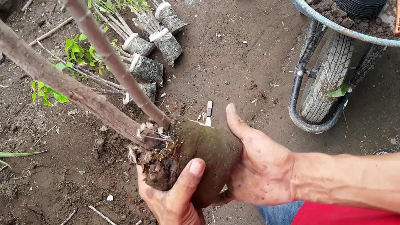 Tips Como Trasplantar Tu Flor De Pascua , Noche buena (Poinsettia)