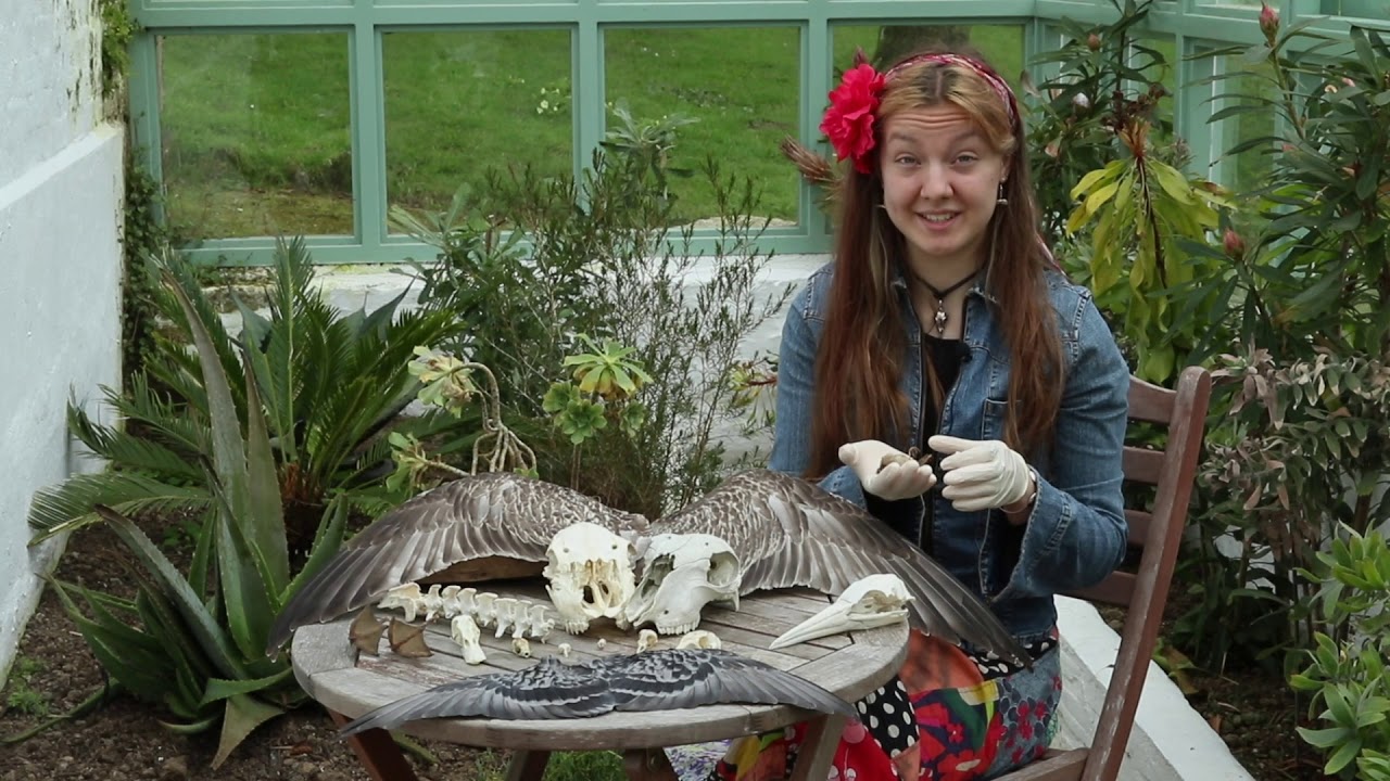 Preserving Natural History Specimens: NatureWatch Shorts