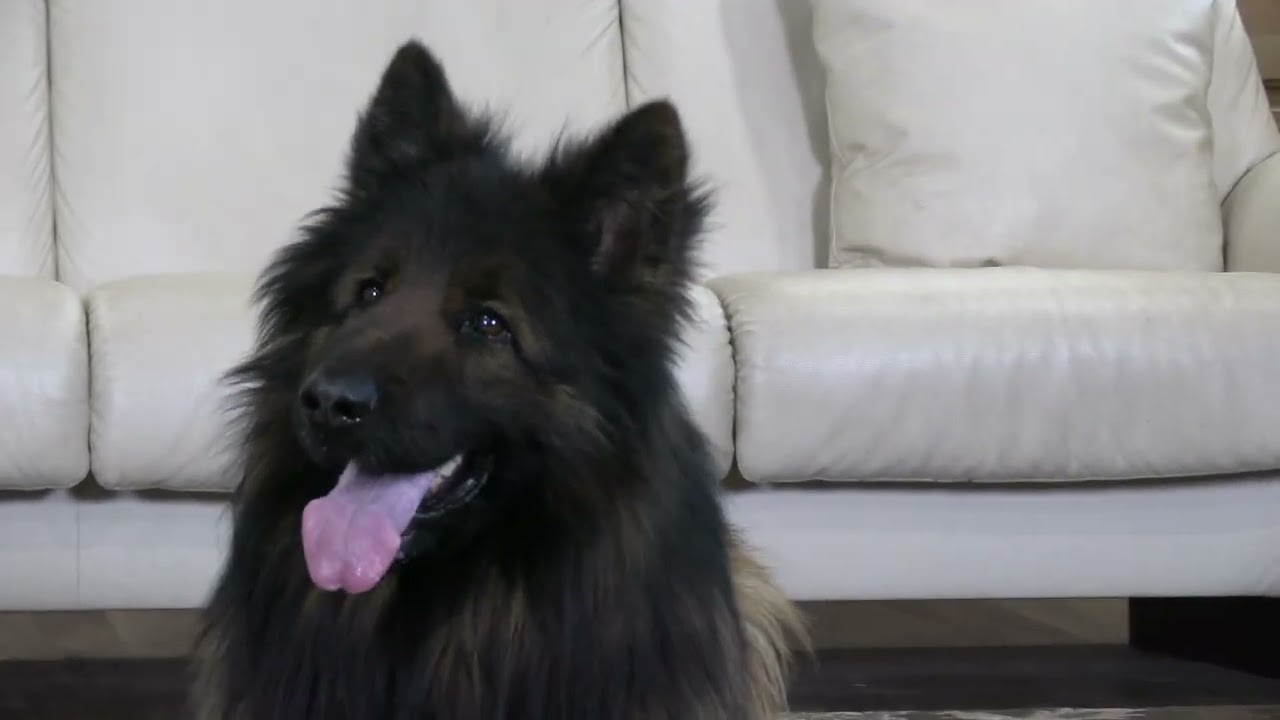 Big Teddy Bear By Nature! Kraftwork K9 Pro German Shepherds