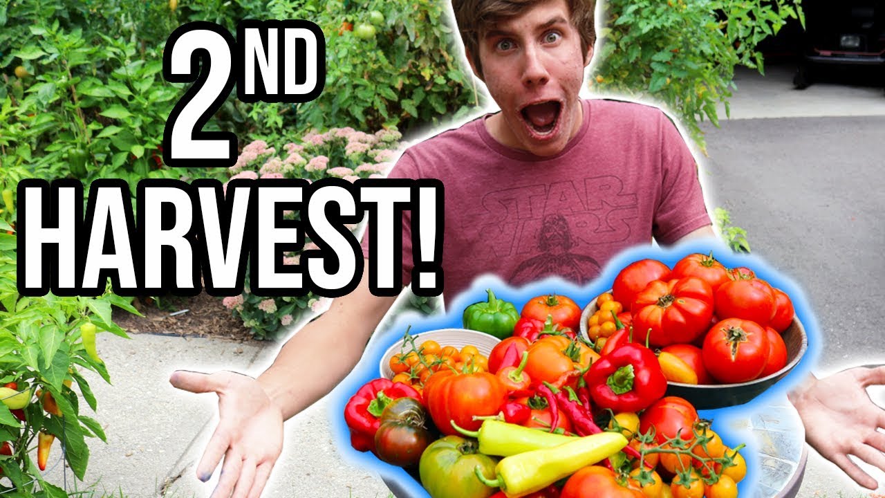 Bountiful Second HARVEST From the Organic Vegetable Garden 2018 | LucasGrowsBest
