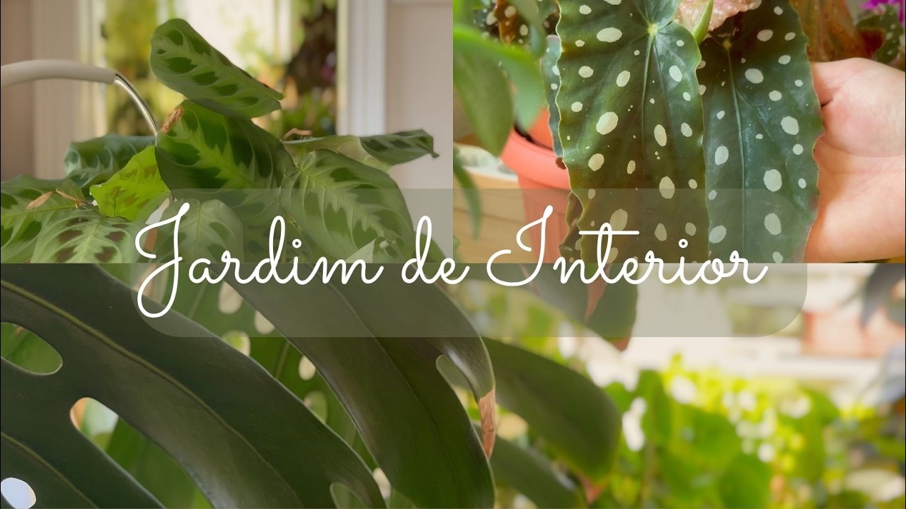 O que Ninguém te Conta sobre Cuidar de Plantas em Casa
