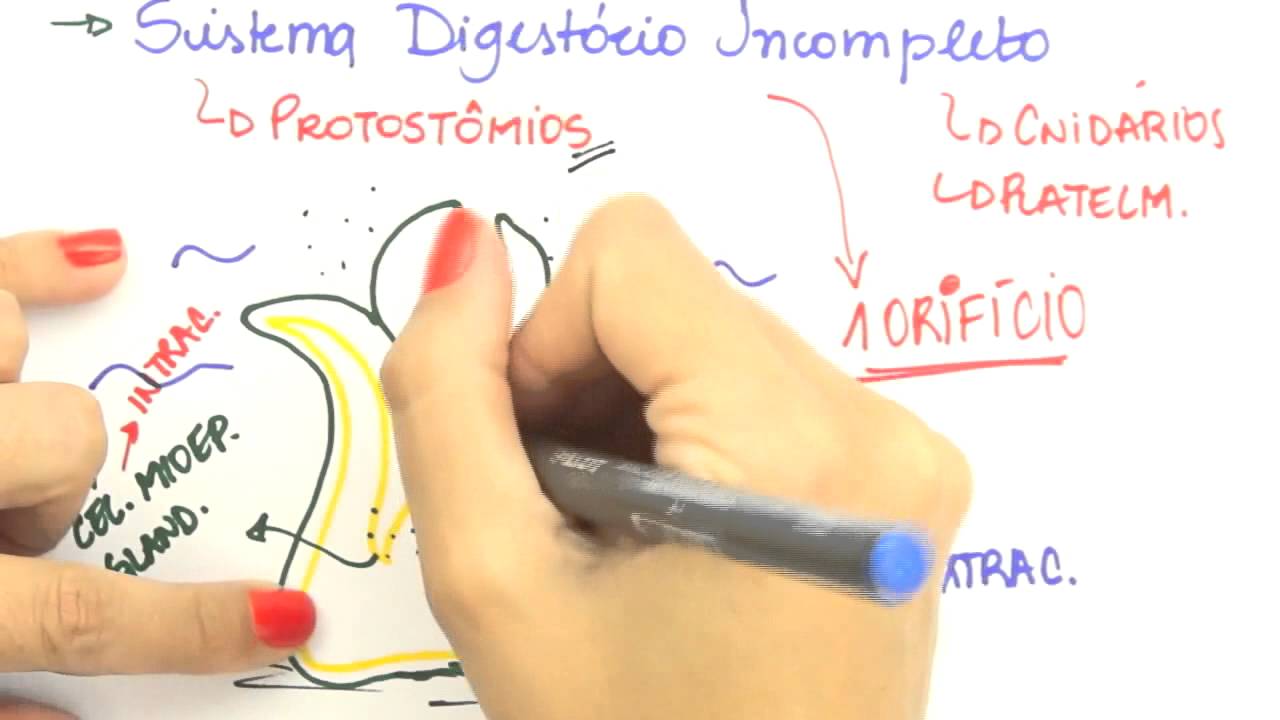 Me Salva! Extensivo de Biologia - FHA02 - Sistema Digestório Incompleto e Completo - Protostômios