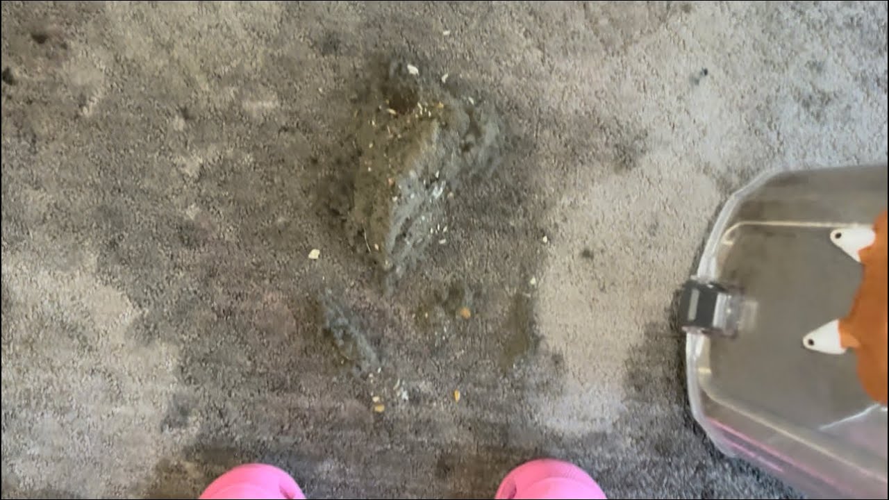 OG KILLA K Natural Vacuuming With Bin Dump!
