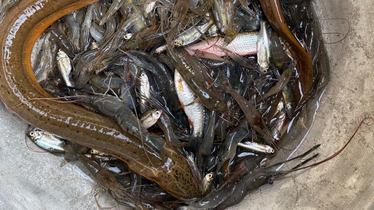 Fishing fish