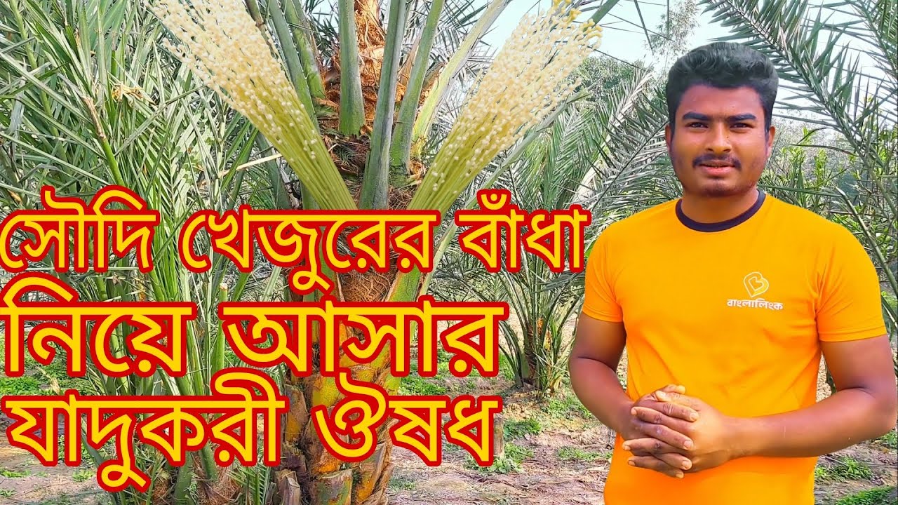 কি ঔষধ প্রয়োগ করলে সৌদি খেজুর গাছে তাড়াতাড়ি বাঁধা চলে আসবে??সৌদি খেজুর গাছের গুরুত্বপূর্ণ পরিচর্যা 