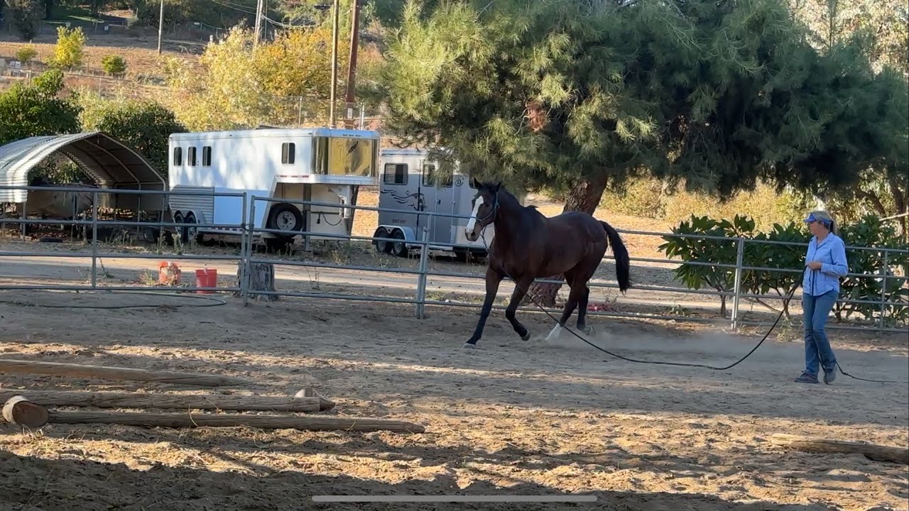 Helping this thoroughbred search for relaxation while traveling around the arena. description below.