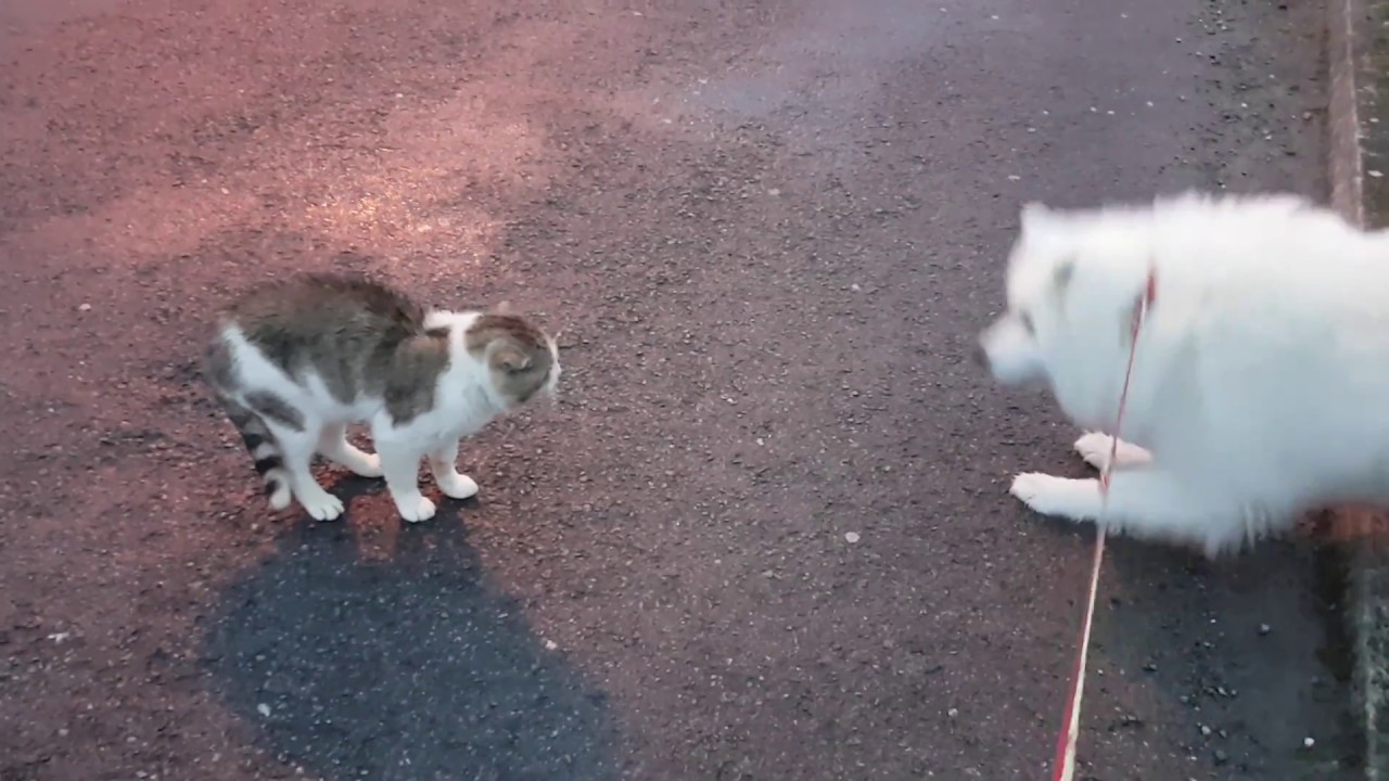 Samoyed vs cat