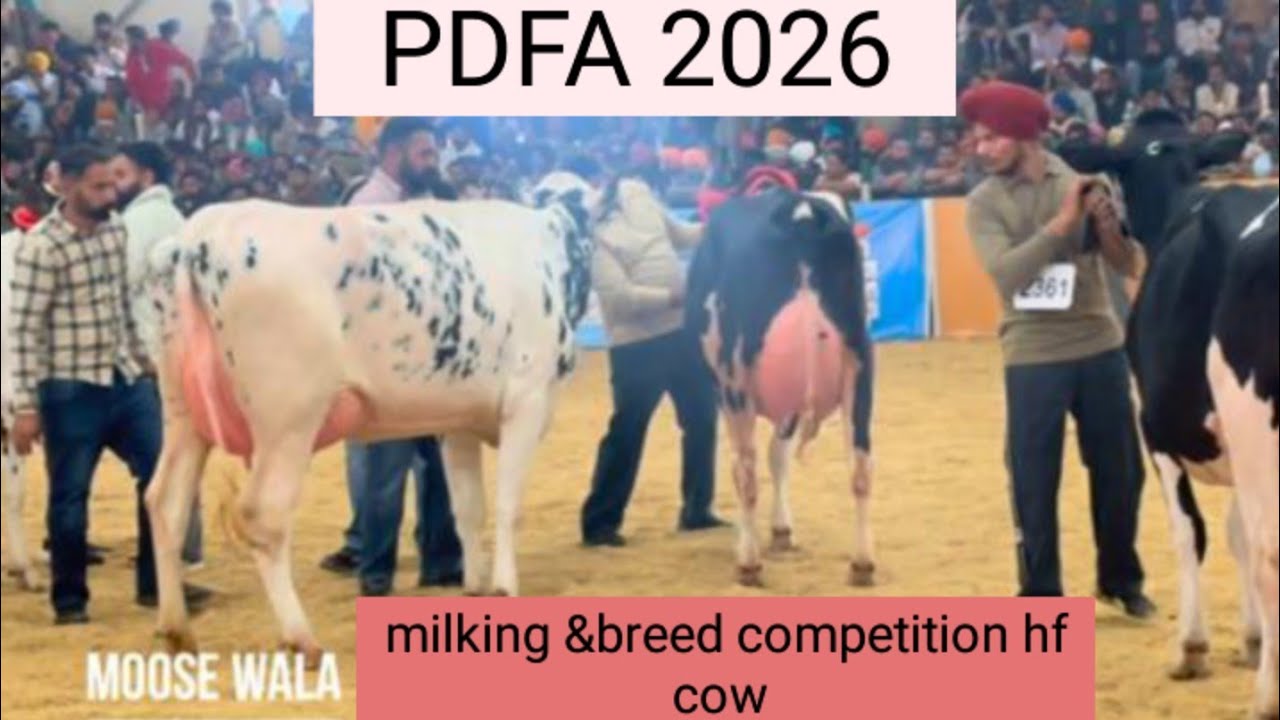 Hf cow 4 ਦੰਦ ਦੁੱਧ ਵਾਲੀਆਂ ਗਾਵਾ ਦਾ ਬਰੀਡ ਕੰਪੀਟੀਸ਼ਨ