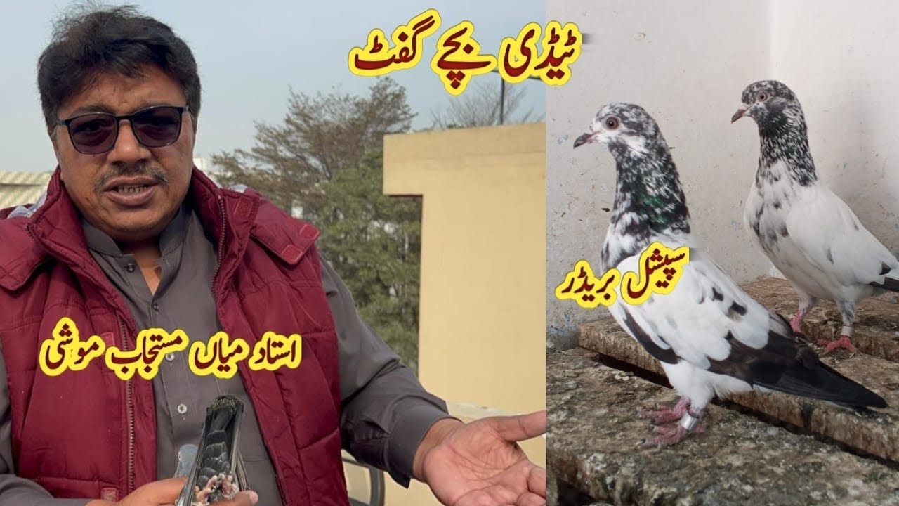 Teddy bachy Gift Junaid  khan Mardaan Ko Bhej Diye ||  Ustad Mian Mustajab Moshi 