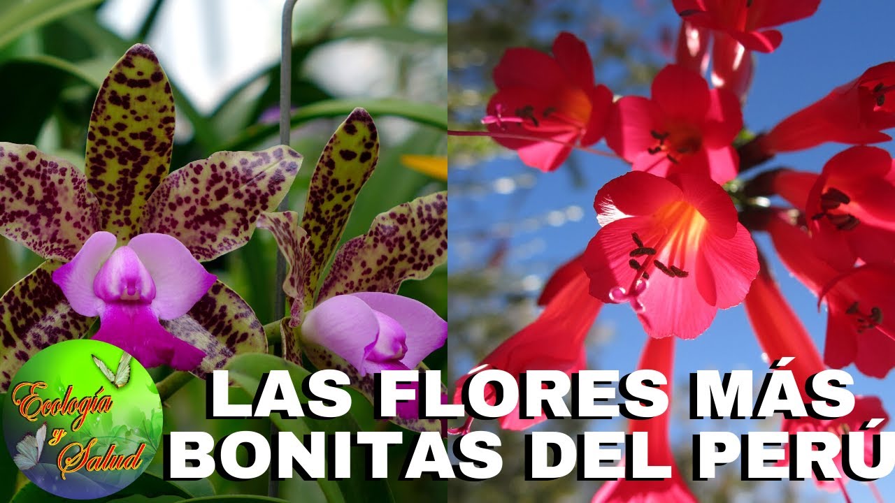 LAS FLORES MAS BONITAS DEL PERÚ