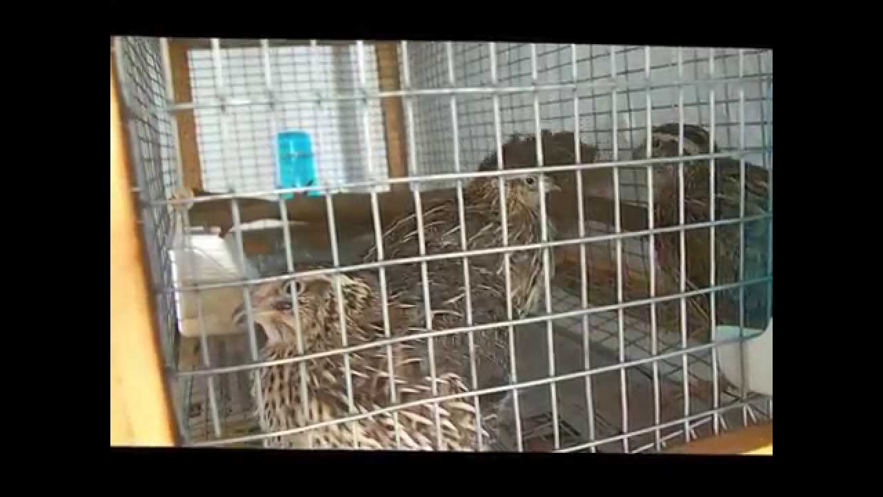 Τα ορτύκια μου. My Quail