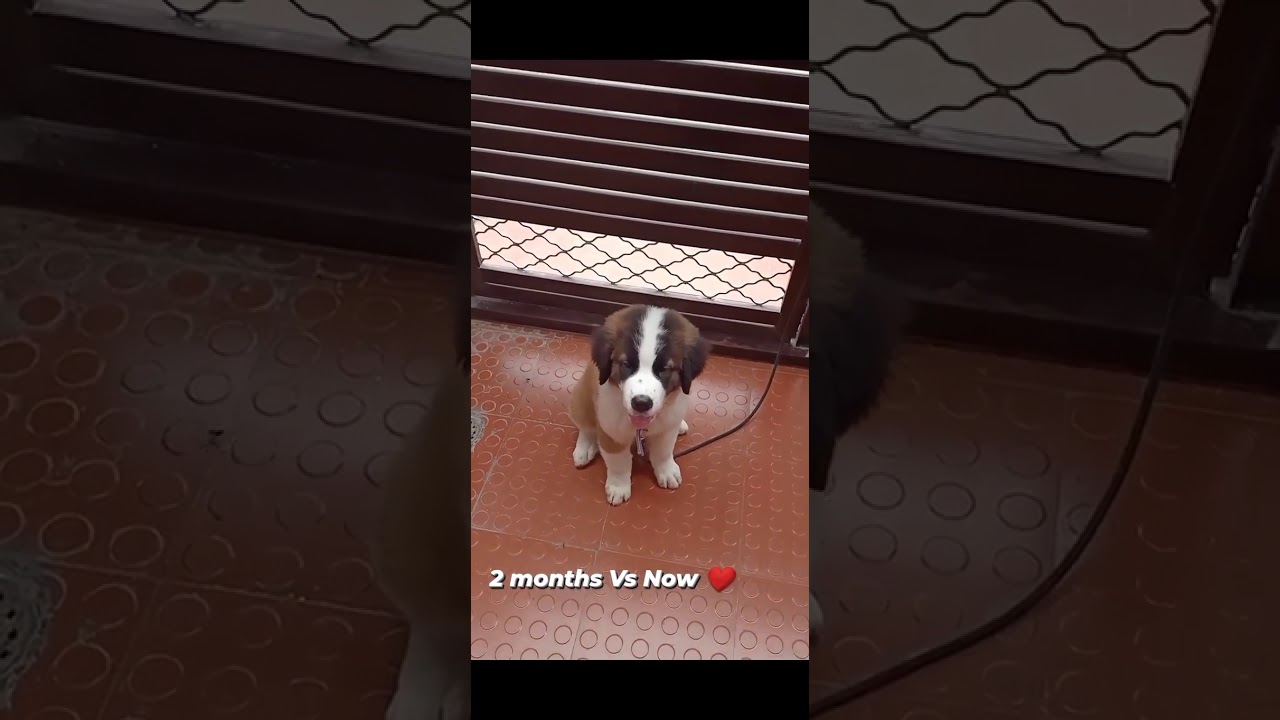 Saint Bernard puppy 2 Months Vs Now