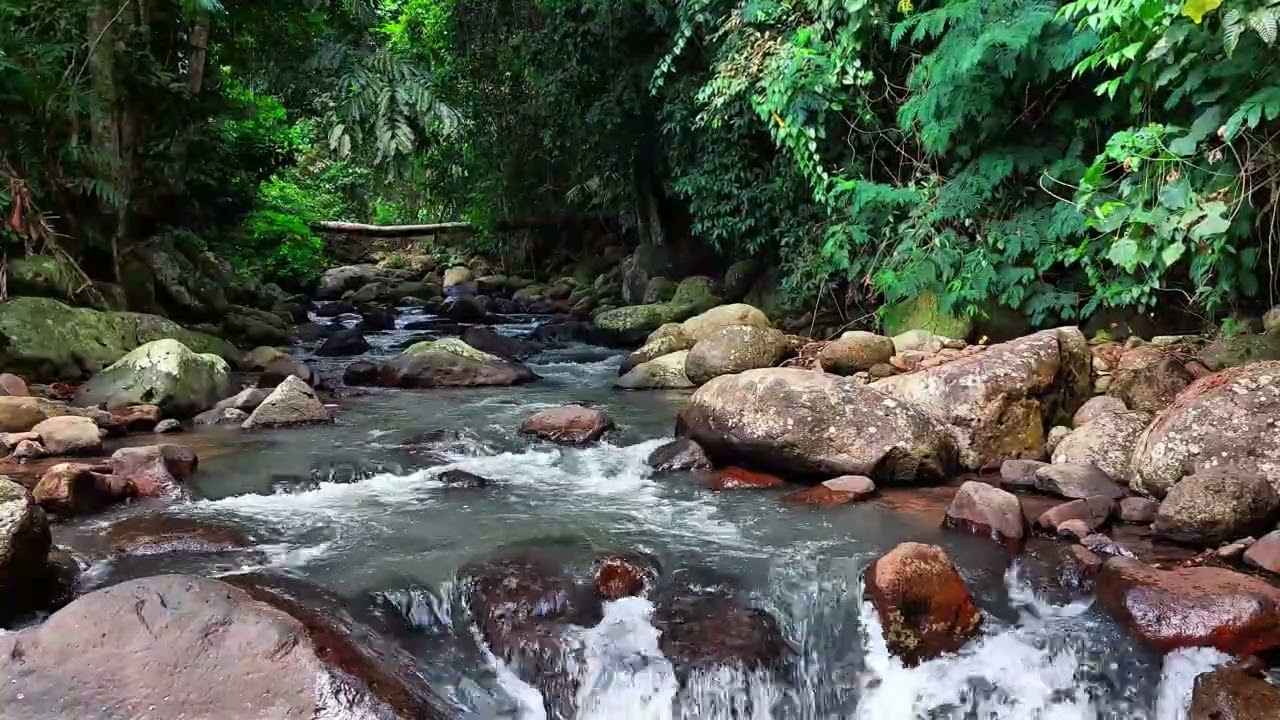Peaceful Tropical Stream Over Smooth Stones 🌿 Relaxing Water Sounds for Sleep