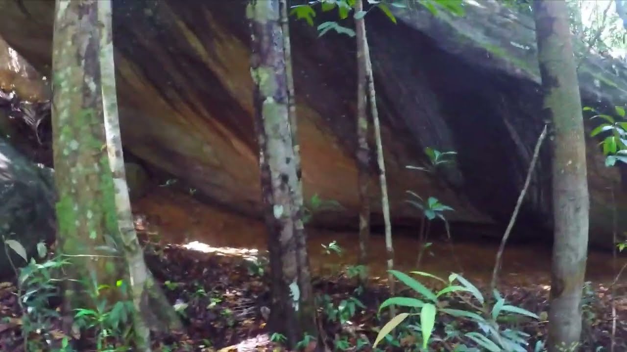 Sinharaja Rain Forest , Mulawella Hike