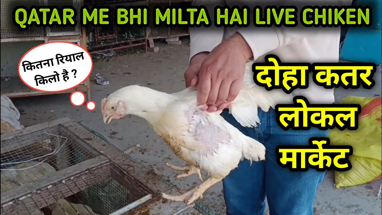 Doha Qatar- Local Market Live Chicken price 