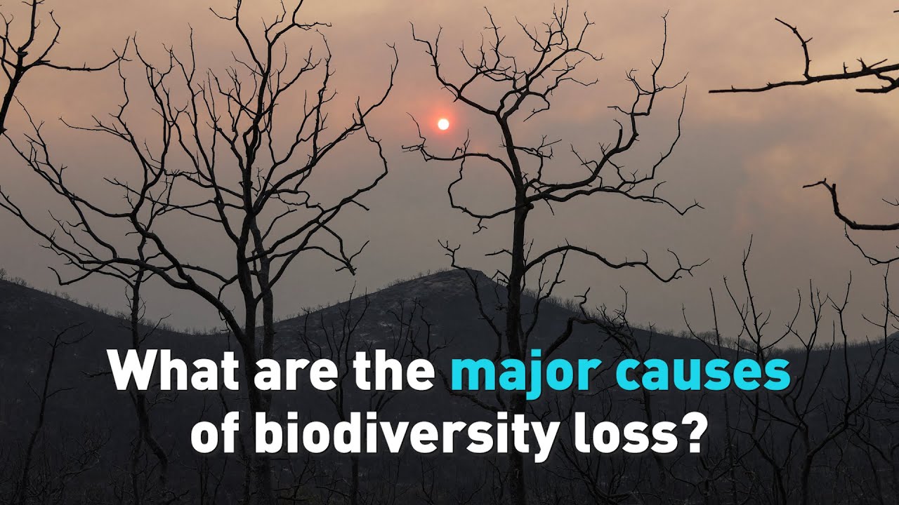 What are the major causes of biodiversity loss?