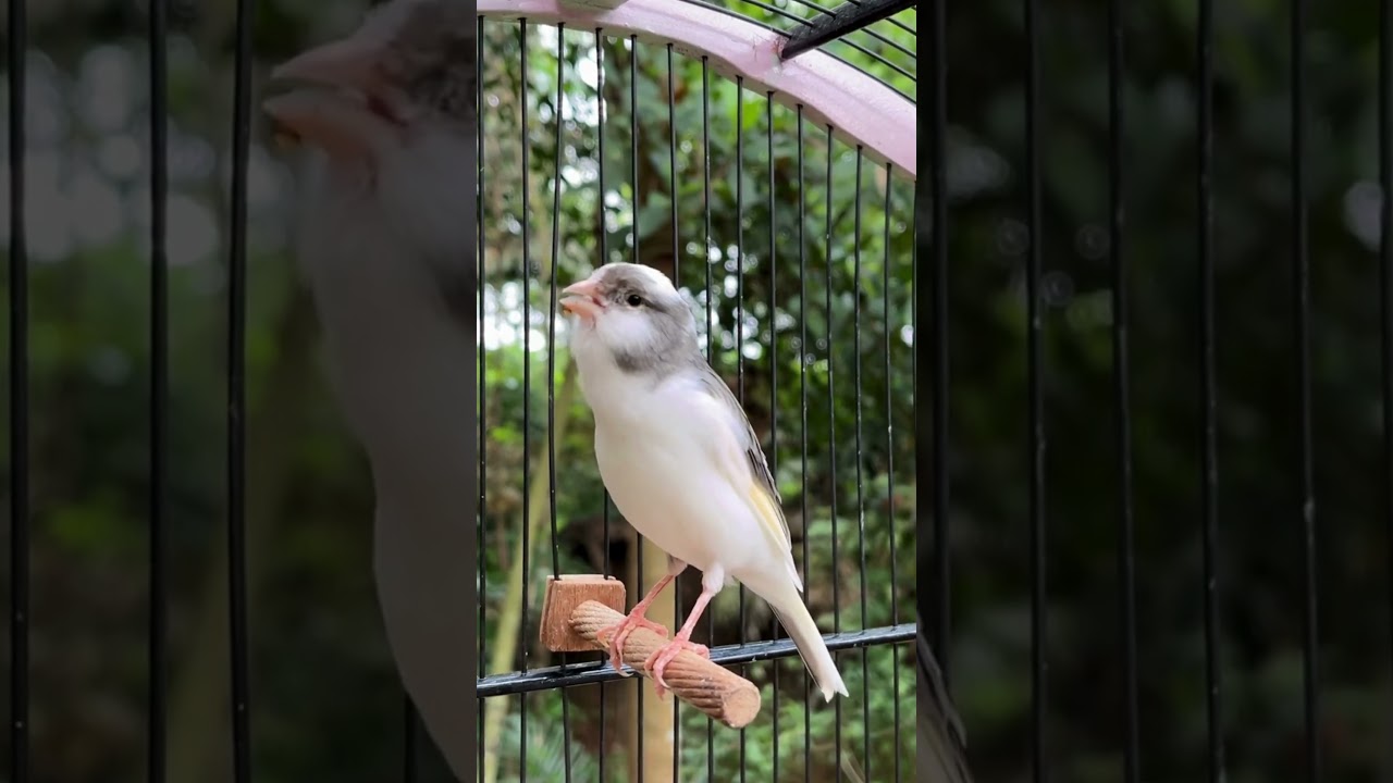 canary training song 