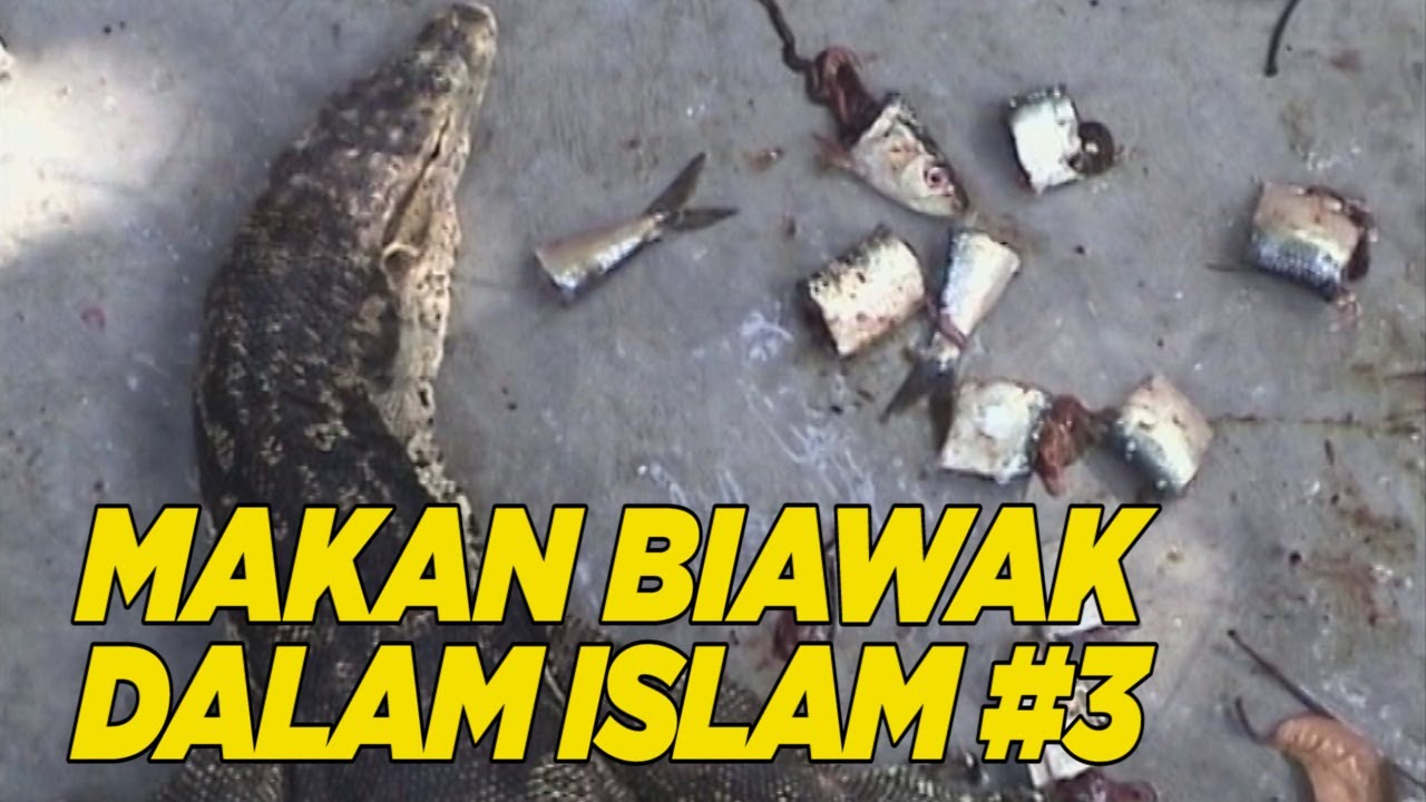 Kerap dijadikan obat, bagaimana hukum makan biawak oleh Islam? | HALAL