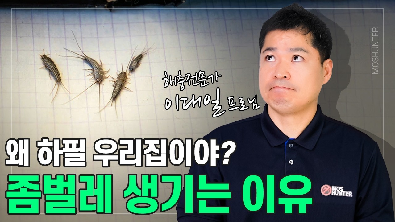 집에 좀벌레가 생기는 이유, 이제는 알고 조치하세요! | 해충전문가 모스헌터