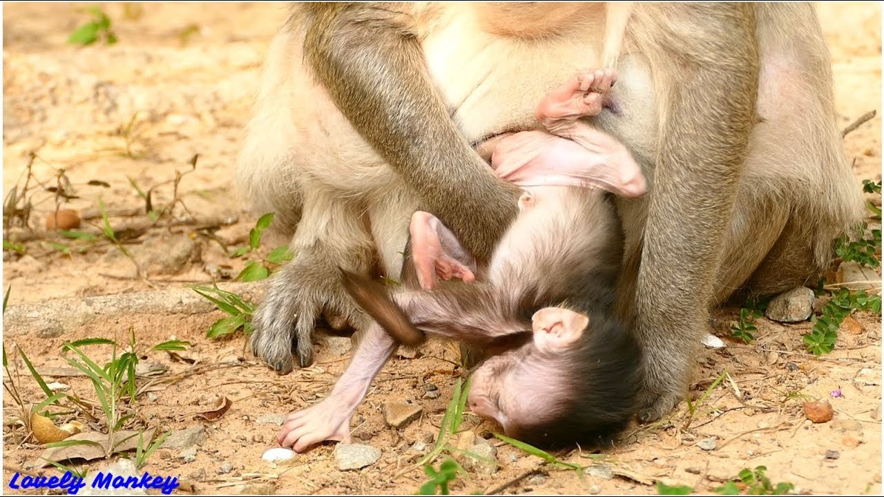 What Happened Newborn Baby Monkey Charlee?