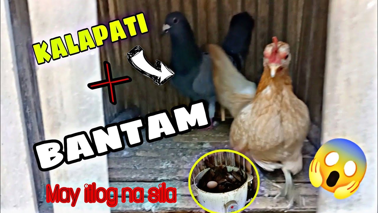 KALAPATI X BANTAM__NAG KA ITLOG SILA😱😱 Kuya mosh vlogs