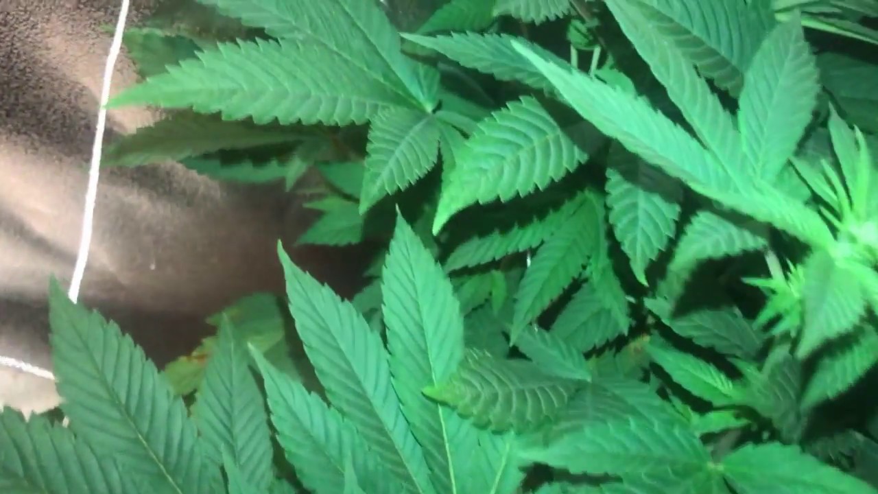 Weekly Garden Update!- Berry Ryder, Blue Mystic and White Widow