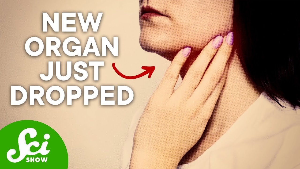 The New Human Organ Discovered by Cancer Research