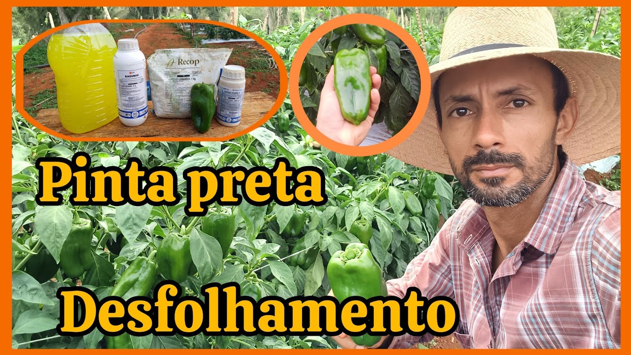 🍅🫑Controle do desfolhamento do pimentão e pinta preta do tomate.