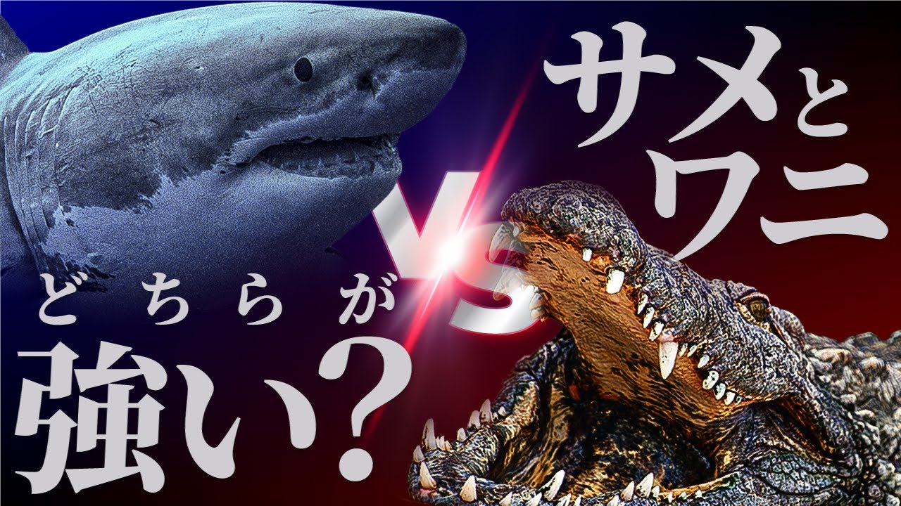 サメVSワニ？弱肉強食を制する水中最強ハンター2種を徹底比較＆解説！【巨大ワニ】【人食いザメ】